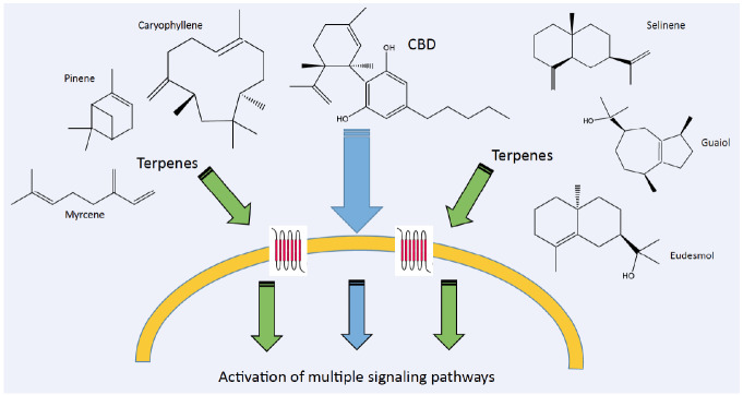 terpenoid pathways